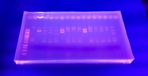 Integrating Biotechnology with the Life Science Classroom