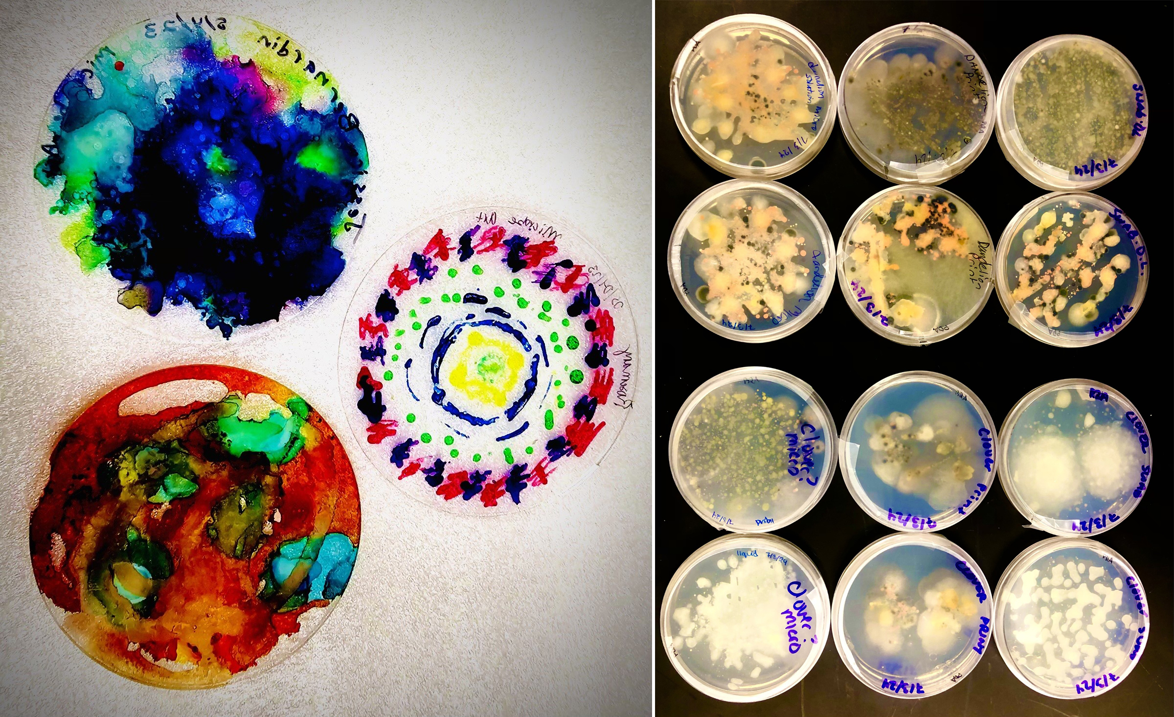 Explore the Hidden World of Microbes