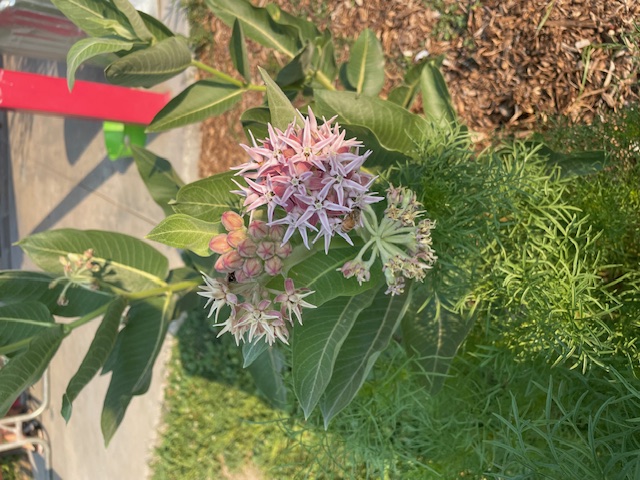 Kristin Jones at Boise Urban Garden School